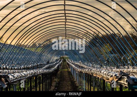 Coltivazione di fragole polytunnels fuori stagione con i coperchi rimossi per proteggerli dalle intemperie. Foto Stock