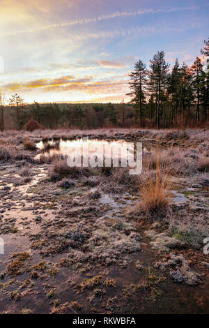 Cleddon bog riserva naturale vicino a Trellech. Foto Stock
