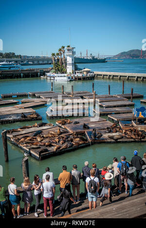 I leoni di mare sul Molo 39 in San Francisco. Foto Stock