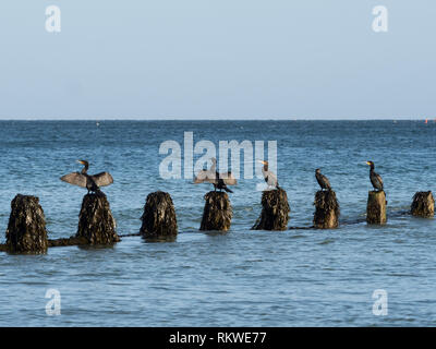 Cormorani seduto su un mare groyne. Foto Stock