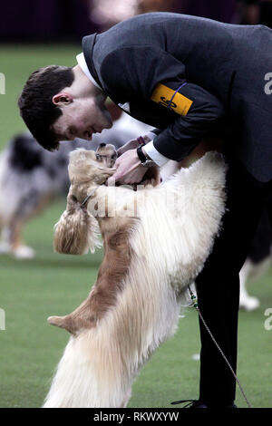 New York, Stati Uniti d'America. 12 feb 2019. Westminster Dog Show - New York City, 12 febbraio, 2019: Un gestore Junior con Cocker Spaniel al 143annuale di Westminster Dog Show, il martedì sera al Madison Square Garden di New York City. Credito: Adam Stoltman/Alamy Live News Foto Stock