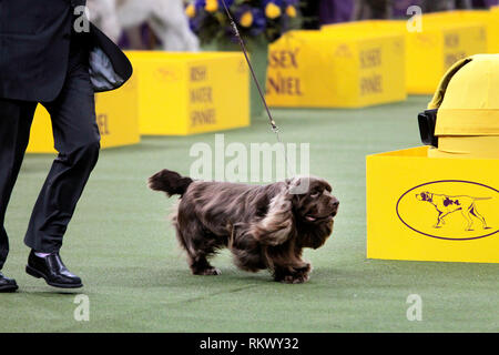 New York, Stati Uniti d'America. 12 feb 2019. Westminster Dog Show - New York City, 12 febbraio, 2019: Sussex Spaniel GCH CH Kamand piena di fagioli, o Bean per brevi, con il suo gestore dopo aver vinto il gruppo sportivo presso la 143annuale di Westminster Dog Show, il martedì sera al Madison Square Garden di New York City. È stato il secondo anno di fila ha vinto il gruppo. Credito: Adam Stoltman/Alamy Live News Foto Stock