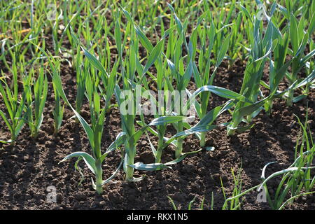 Aglio cresce sul letto. Piume di cipolla verde e aglio sono in crescita in giardino. Foto Stock