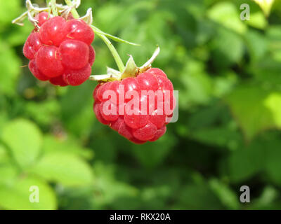 Ripe rosso lampone su un ramo, close-up. Bella lampone cresce su una macchia verde in giornata soleggiata, il fuoco selettivo Foto Stock