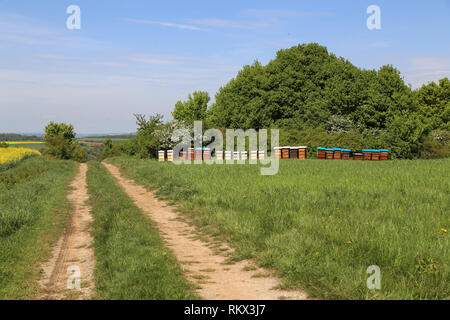 Apiario con alveari colorati sul bordo della foresta Foto Stock