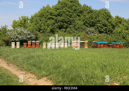 Apiario con alveari colorati sul bordo della foresta Foto Stock