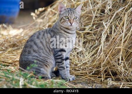 Tabby cat seduto di fronte a paglia e guardando in lontananza Foto Stock