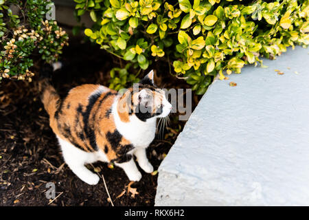 Curioso gatta calico al di fuori del giardino verde durante la giornata di sole il salto sulla veranda anteriore o cortile di casa o casa giardino da boccole Foto Stock