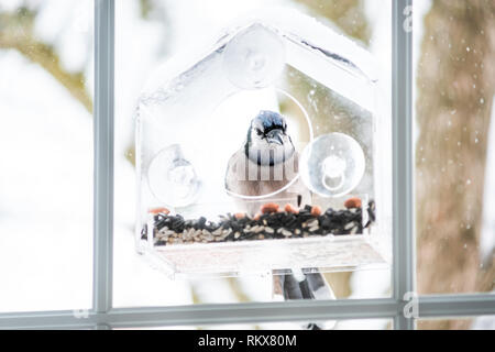 Blue Jay Cyanocitta cristata uccello appollaiato sulla plastica vetro alimentatore di finestra in cerca di cibo durante il periodo invernale in Virginia con semi Foto Stock