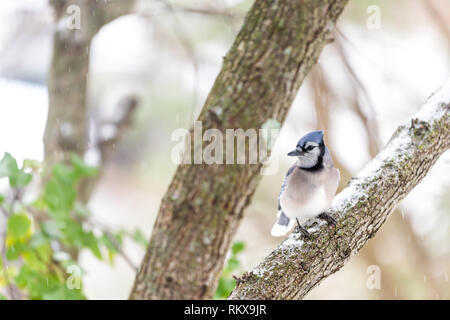 Primo piano frontale di uno blue jay Cyanocitta cristata uccello appollaiato sul ramo di albero durante l'autunno verde primavera lascia la neve in Virginia Foto Stock