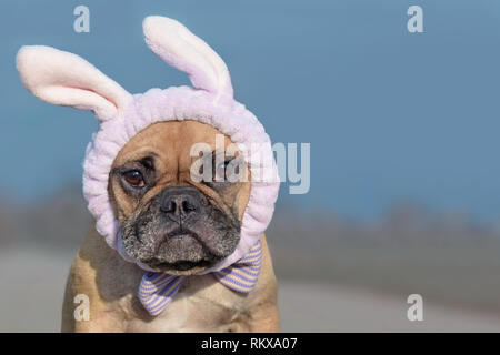 Bulldog francese cane vestito con il coniglietto di pasqua archetto del costume e del nastro Foto Stock