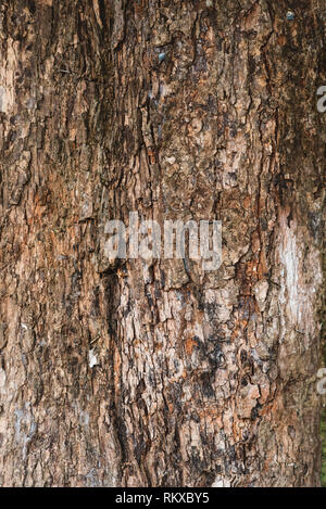 Full frame di immagine di un vecchio e di età di corteccia di albero di background. Orientamento verticale Foto Stock