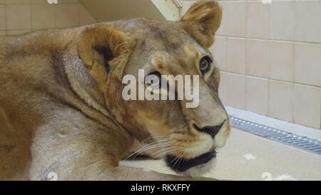 Anestetizzati lion allo zoo di Liberec nella Repubblica ceca per la salute esame Foto Stock