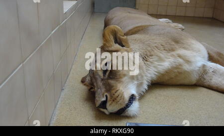 Anestetizzati lion allo zoo di Liberec nella Repubblica ceca per la salute esame Foto Stock