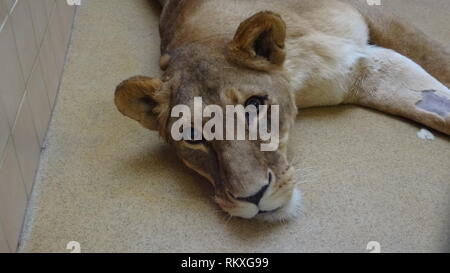Anestetizzati lion allo zoo di Liberec nella Repubblica ceca per la salute esame Foto Stock