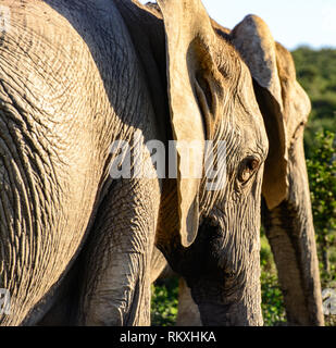 Outdoor colore naturale animali immagine di thow elefanti in una giornata di sole preso in Sud Africa sotto il cielo blu Foto Stock