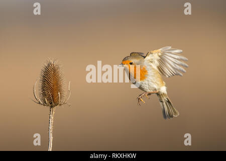 Primo piano dell'uccello robiniano britannico (Erithacus rubbecula) in volo a mezz'aria, che vola a un singolo teasel selvatico (Dipsacus) in ambiente naturale. Foto Stock