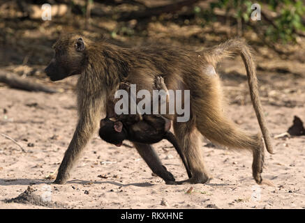 Madre di babbuino con un bambino sulla riva del fiume Chobe in Botswana Foto Stock