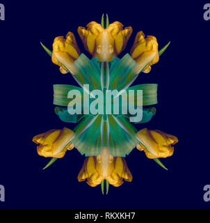Arte floreale geometrico decorativo simmetrico modello colore/ornamento/mandala e le decorazioni fatte di macro di oro giallo verde tulipani,sfondo blu Foto Stock