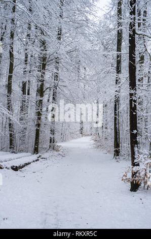 Inverno nevoso sentiero percorso attraverso i boschi della Foresta di colore bianco Foto Stock