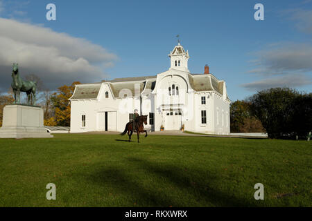 UVM Morgan cavalli Vermont USA Stati Uniti Foto Stock