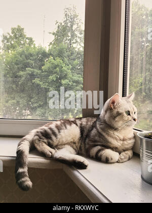 British tabby cat menzogne e guarda fuori dalla finestra Foto Stock