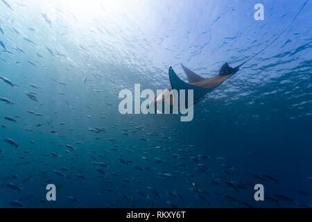 Primo piano del gruppo di pesce con un gigante di manta ray Pinne Nuoto fino in esso Foto Stock