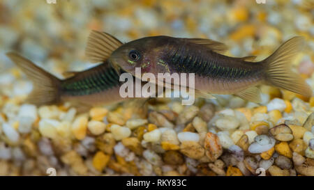 Una macro shot di una coppia di bronzo corydoras pesce gatto. Foto Stock