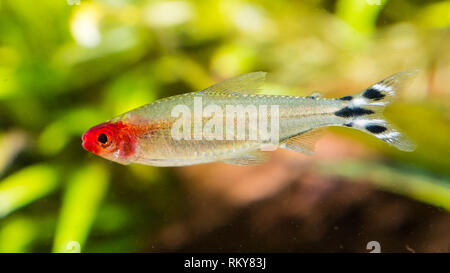Una ripresa macro di un rummy-nose tetra pesci tropicali. Foto Stock
