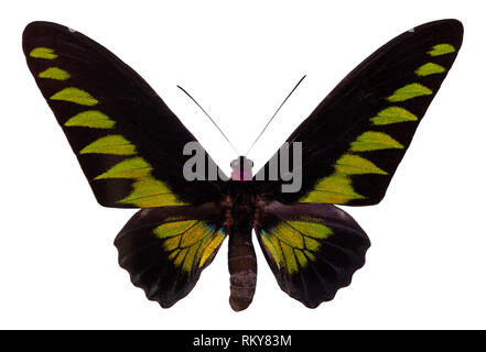 Colore butterfly, isolati su sfondo bianco. TROGONOPTERA BROOCKIANA. Foto Stock