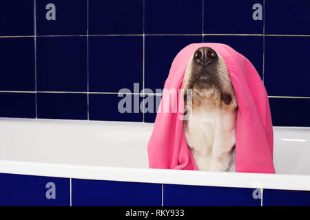 FUNNY DOG BALNEAZIONE. Il Labrador Retriever coperto e avvolto con un asciugamano rosa su una vasca da bagno di colore blu. Foto Stock