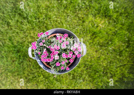 Blooming Canation rosa fiori in stagno permanente della benna sull'erba. Foto Stock