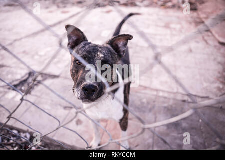 Cane dietro una catena collegamento recinto guardando la fotocamera in Mexicali in Messico. Foto Stock