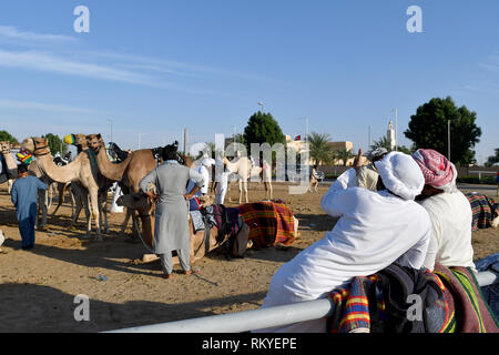 Preparare i cammelli per la prossima gara in pista per le corse di cammelli Al Marmoum a Dubai (Emirati Arabi Uniti) Foto Stock