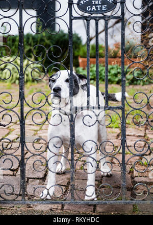Un cane dietro un cancello del giardino il piacere di vedere il suo proprietario. Foto Stock