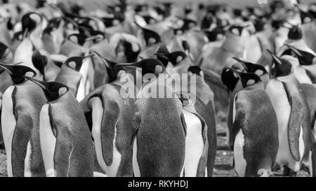 Scopri tre tipi di pinguini a Volunteer Point sulle Isole Falkland. Esplorare il re più grande colonia di pinguini al di fuori dell' Antartide. Foto Stock