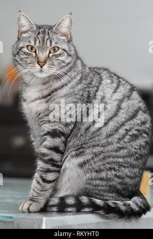 Grigio tabby cat close up Foto Stock