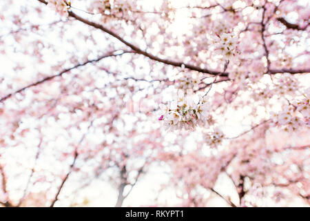 Rosa fiori di ciliegio sakura alberi isolati contro il cielo bianco prospettiva con petali di fiori in primavera la primavera a Washington DC o Giappone rami sfocata Foto Stock