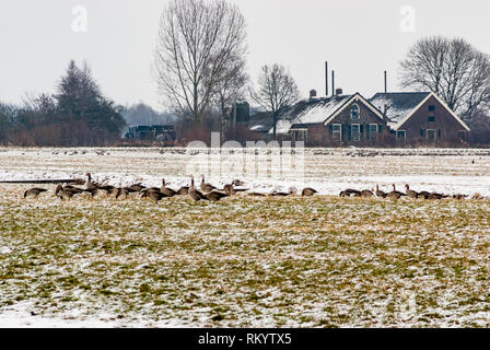 Grande gruppo di oche graylag pascolare nei campi di nevoso inverno terreni agricoli, con case coloniche in background Foto Stock