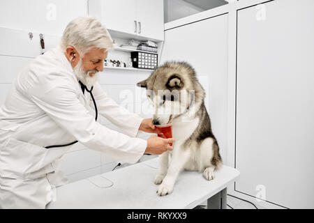 Anziani vet medico dando farmaci per il paziente, guardando verso il basso. Bellissima alaskan malamute seduto sul tavolo bianco. Esame di animale in professionale e moderna clinica vet. Foto Stock