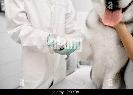 Medico Veterinario azienda zampa bianca della cute, bella grande cane. Linguetta e paw del bellissimo alaskan malamute. Animale in esame nella clinica professionale. Foto Stock