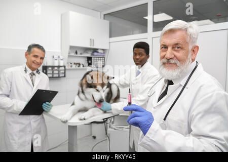 Allegro veterinari in posa, guardando la fotocamera e sorridente in clinica veterinaria. Uomo anziano in guanti blu azienda ago per iniezione. Coppia medico tenendo la cartella, African medico stroking malamute. Foto Stock