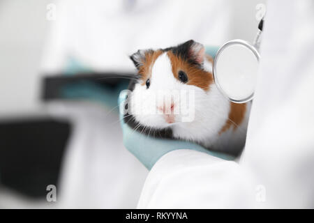 Veterinario azienda piccolo animale da compagnia in mani. Close up di bella bianco e marrone di hamster guardando la fotocamera. Esame di animali in professionale e moderna clinica vet. Foto Stock