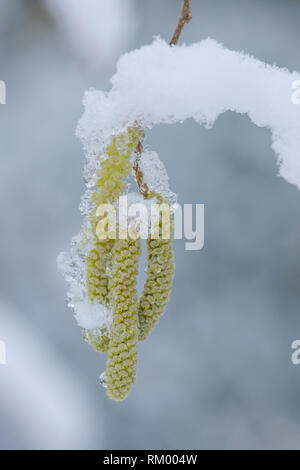 Hazel, Corylus avellana, amenti nella neve, febbraio, REGNO UNITO Foto Stock