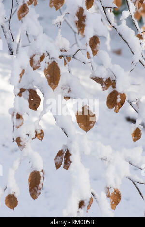 Comune, Faggio Fagus sylvatica, vecchio di foglie di faggio appeso a un ramo e ramoscelli in snow, febbraio, REGNO UNITO Foto Stock