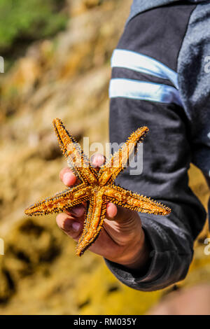 Spinoso pesce a stella o stella di mare Nome scientifico Marthasterias glacialis in teste Knsyna Sud Africa Foto Stock