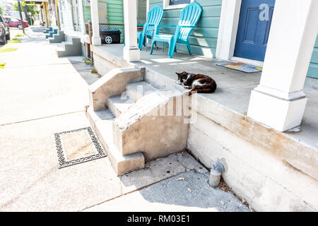 Stray in bianco e nero gatto dorme sul marciapiede portico street a New Orleans, Louisiana da casa le fasi di ingresso Foto Stock