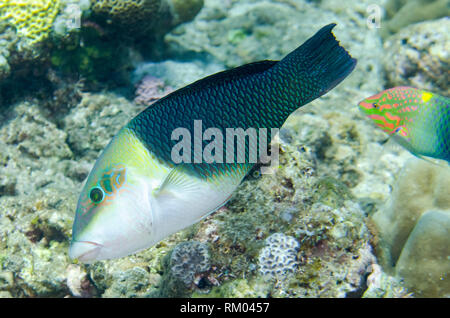 Geographic Wrasse, Anampses geographicus, maschio, Jemeluk Bay Wall sito di immersione, Amed, east Bali, Indonesia, Oceano Indiano Foto Stock