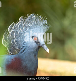 Bellissimo uccello, il Victoria incoronato Pigeon - Goura victoria Foto Stock