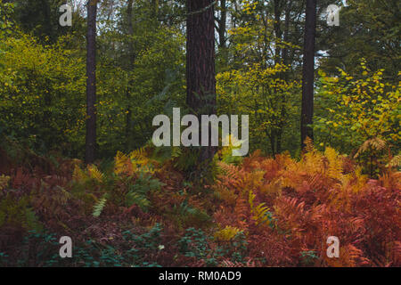 Colori autunnali nel bosco in inglese Foto Stock